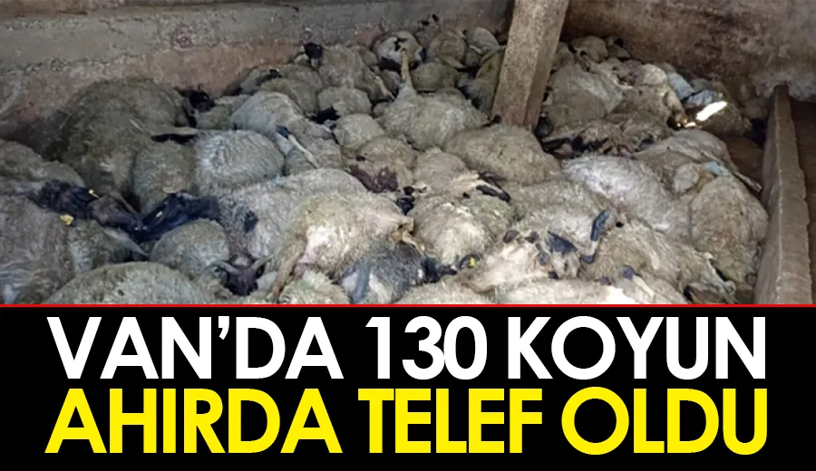 Van’da 130 koyun ahırda telef oldu-VİDEO İZLE