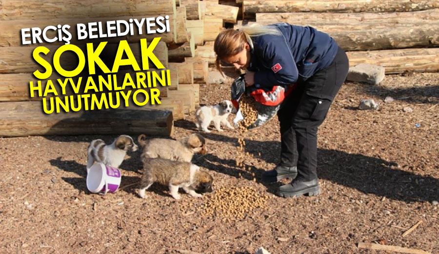 Erciş Belediyesi sokak hayvanlarını unutmuyor