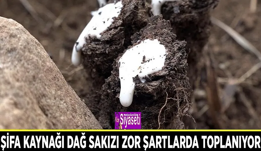 Şifa kaynağı dağ sakızı zor şartlarda toplanıyor