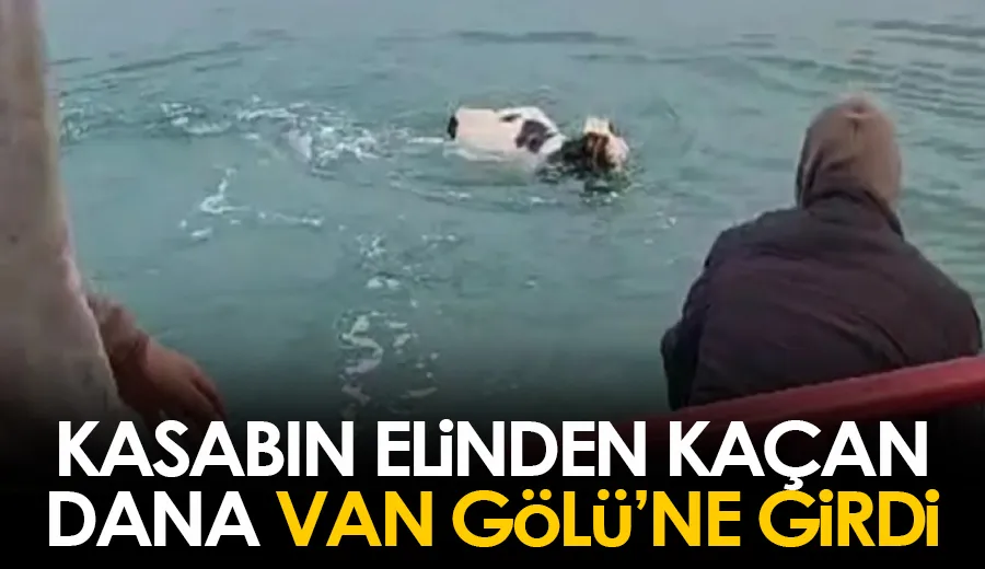 Kasabın elinden kaçan dana Van Gölü’ne girdi