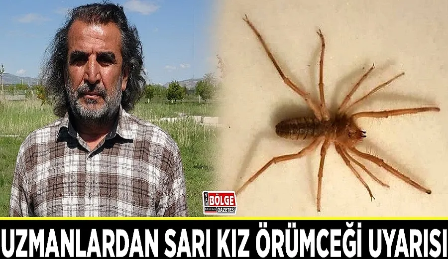 Sarı kız örümceği uyarısı