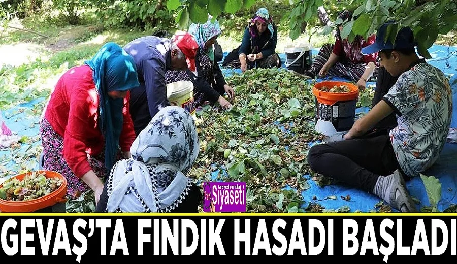 Gevaş’ta ‘olmaz’ denilen fındığın hasadına başlandı