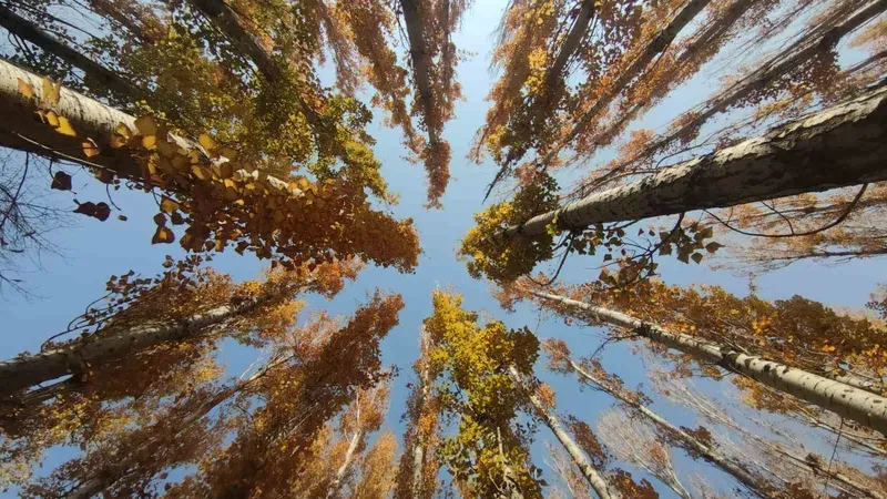 Van’ın sonbahar güzelliği: Van Kalesi ve Atatürk Kültür Parkı ziyaretçilerin gözdesi oldu