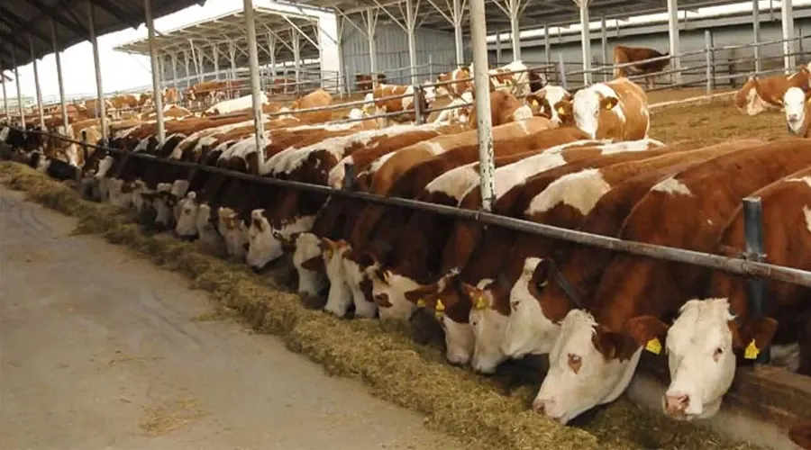 Van’a 300 Milyon TL’lik Dev Hayvancılık Yatırımı! Gebe Düve Üretim Merkezi Kuruluyor