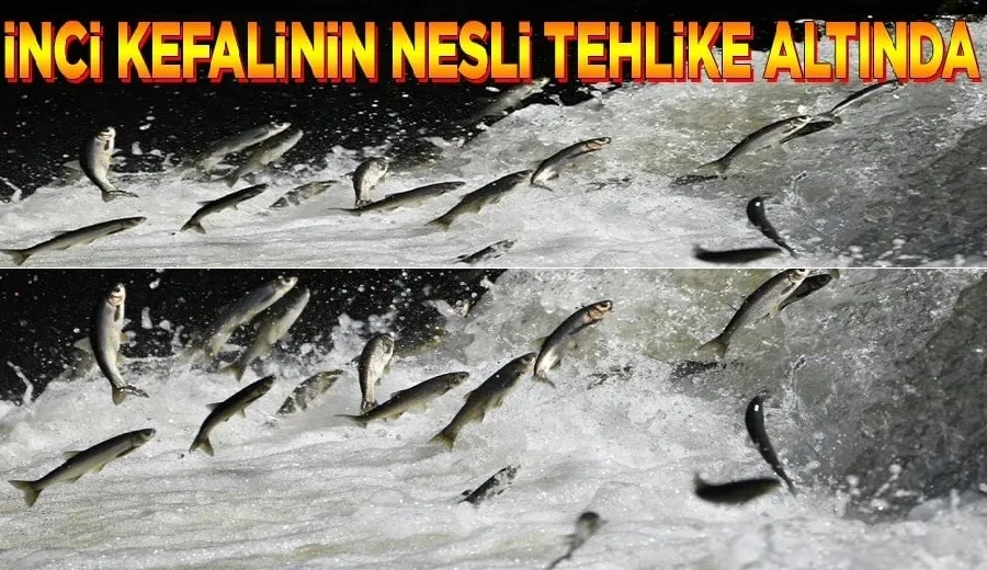 İnci kefalinin nesli tehlike altında