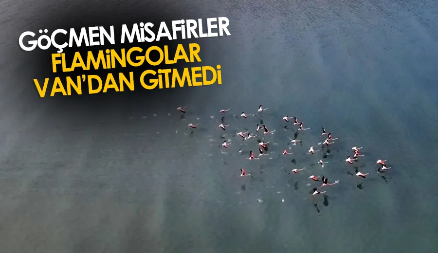 Göçmen misafirler flamingolar Van’dan gitmedi