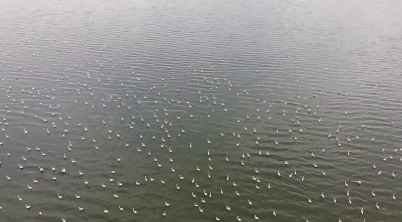 Erçek Gölü’nün narin misafirleri flamingolar gelmeye başladı