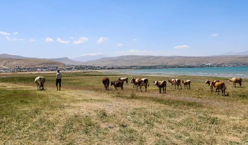 Van Gölü Sahil Yolunda Hayvan Besiciliğine Müdahale Edildi