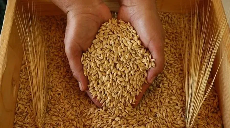Van Çiftçisine Müjdeli Haber: Hububat Üretimi %75 Destekle Artıyor!