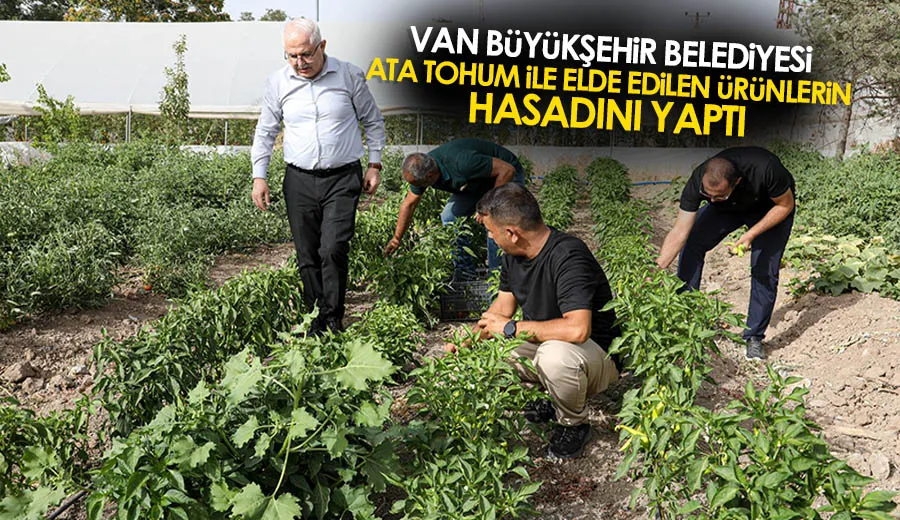 VAN BÜYÜKŞEHİR BELEDİYESİ ATA TOHUM İLE ELDE EDİLEN ÜRÜNLERİN HASADINI YAPTI