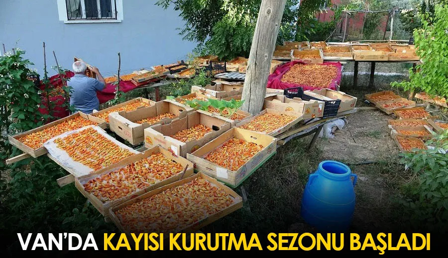 Van’da Kayısı Kurutma Sezonu Başladı