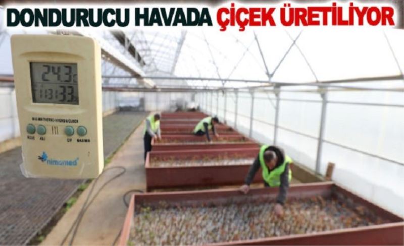 Büyükşehir eksi 20 derecede seralarda çiçek yetiştiririyor