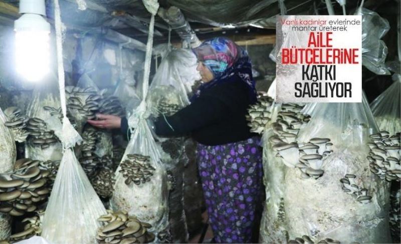 Vanlı kadınlar evlerinde mantar üreterek aile bütçelerine katkı sağlıyor