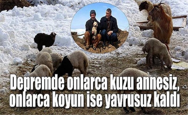 Depremde onlarca kuzu annesiz, onlarca koyun ise yavrusuz kaldı