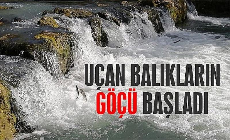 Dr. Öğretim Üyesi Mustafa Akkuş; "Yeni göç gözlem noktalarına ihtiyaç var"