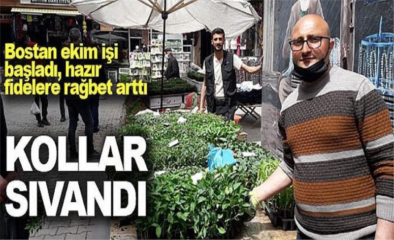 Bostan ekim işi başladı, hazır fidelere rağbet arttı