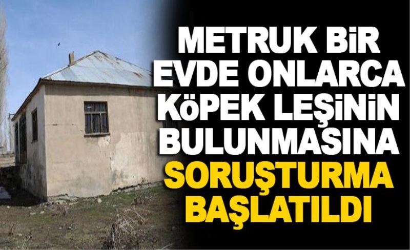 Metruk bir evde onlarca köpek leşinin bulunmasına soruşturma başlatıldı