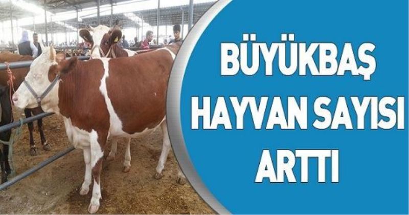 Büyükbaş hayvan sayısı arttı